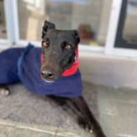 Photo of Georgia The Greyhound 