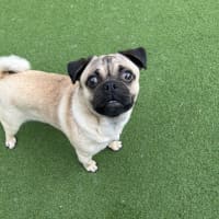 Photo of Pugsley