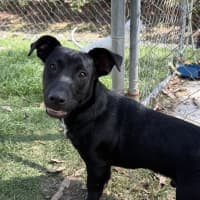 Photo of Archie