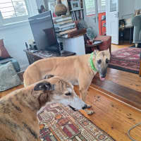 Photo of Bella, The Greyhound