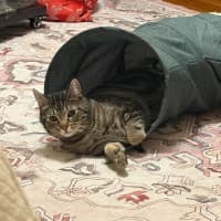 Photo of Tommy