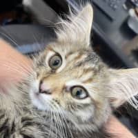 Photo of Cookie And Marmalade