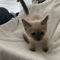 Photo of Blue Point Floof 