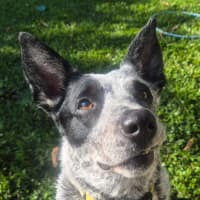Photo of Posie