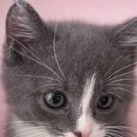 Photo of Penguin And Juniper