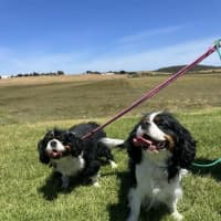 Photo of Dimmy & Cleo