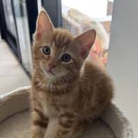 Photo of Gordo