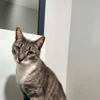Photo of Grey