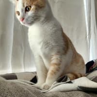 Photo of Nigella   Located In Bundoora