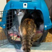 Photo of Gizmo