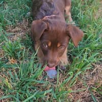 Photo of Stella
