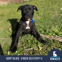 Photo of Blade   8 Week Old Staffy X