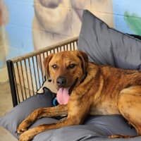 Photo of 🍪 Scooby 6714 🍪