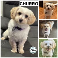 Photo of Churro 
