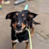 Photo of Indie
