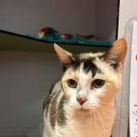 Photo of Phoebe