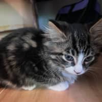 Photo of Jasper