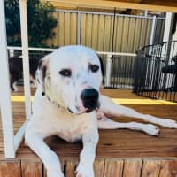 Photo of Spot 