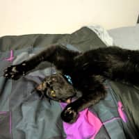 Photo of Uno