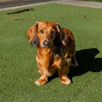 Photo of Dash