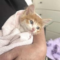 Photo of Cheeto
