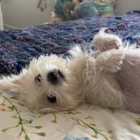 Photo of Poppy