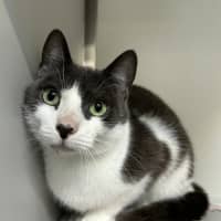 Photo of Bubbles (Bonded With Oreo)