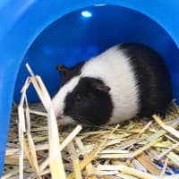 Photo of Fuzzlebutt