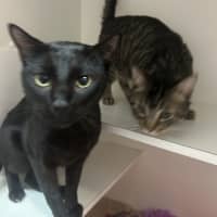 Photo of Salem