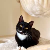 Photo of Angus