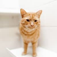 Photo of Jupiter