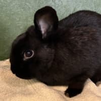 Photo of Evander
