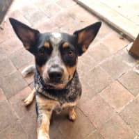 Photo of Miss Luna   1 Year Old Cattle Dog X (Trial)