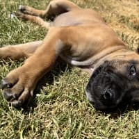 Photo of Titan (Was Tank)