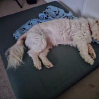 Photo of Doudou Bulleau