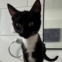 Photo of Tux