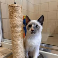 Photo of Willow
