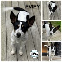 Photo of Eviey