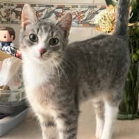 Photo of Basil & Oriana *9 Lives Project Rescue*