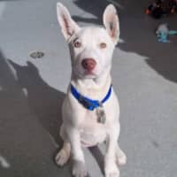 Photo of Olive