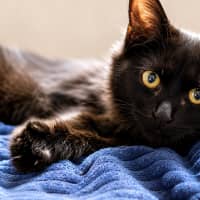 Photo of Henrietta