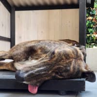 Photo of Tiger, The Adorable Greyhound