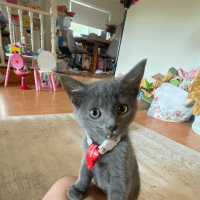 Photo of Raion