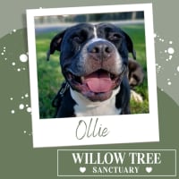 Photo of Ollie