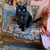 Photo of Luna Kitty   In Foster Care In Mount Martha