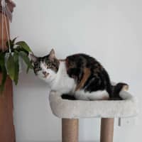 Photo of Pudding   Located In Preston