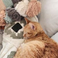 Photo of Goldie