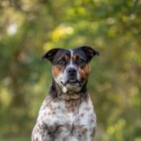 Photo of Brax