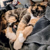 Photo of Charlotte   In Foster Care In Brunswick East