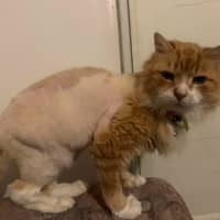 Photo of Chicken Wing